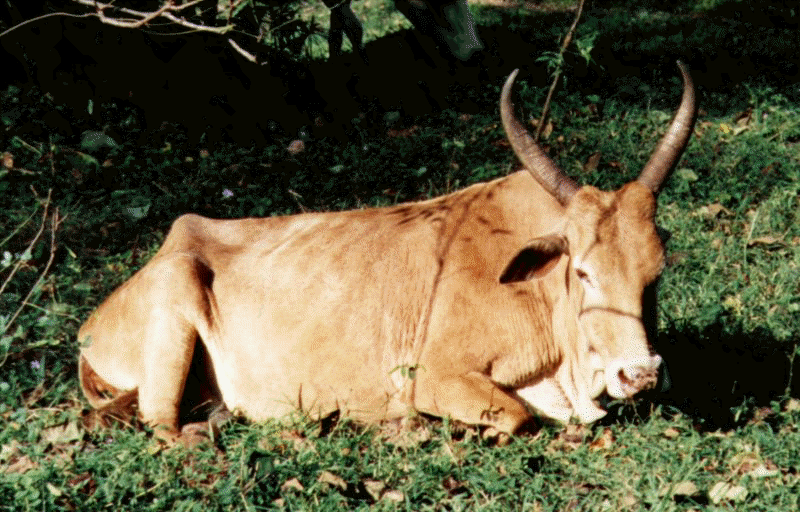 Vache_Skri-Lankaise_1.jpg (101886 octets)