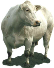 vache1.gif (35588 octets)
